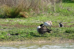 Ptactwo wodne w Slimbridge Wetland Centre