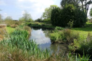 Ptactwo wodne w Slimbridge Wetland Centre