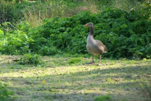 Ptactwo wodne w Slimbridge Wetland Centre