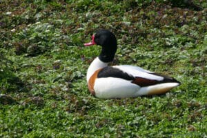 Slimbridge Wetland Centre - dzikie ptaki