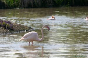 Laguna flamingów