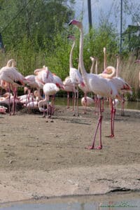 Laguna flamingów