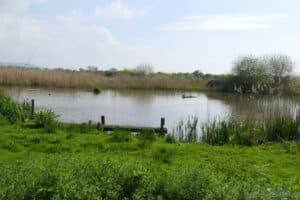 Slimbridge Wetland Centre - łaki zewnętrzne