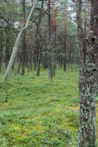 Las niedaleko plaży - Czołpino