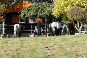 Szlak w kierunku Ostas - konie