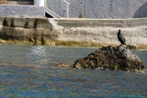 Skaliste wybrzeże przy Paleokastritsa na Korfu