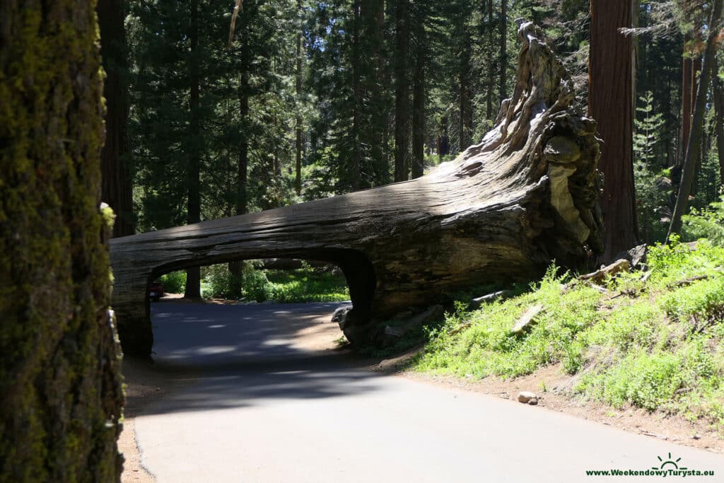 Tunnel log - tunel w pniu drzewa