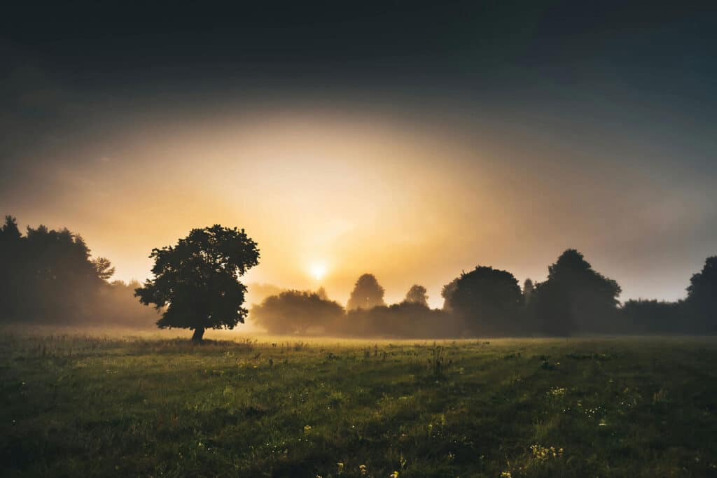 Biebrzański Park Narodowy - łąki w porannym słońcu